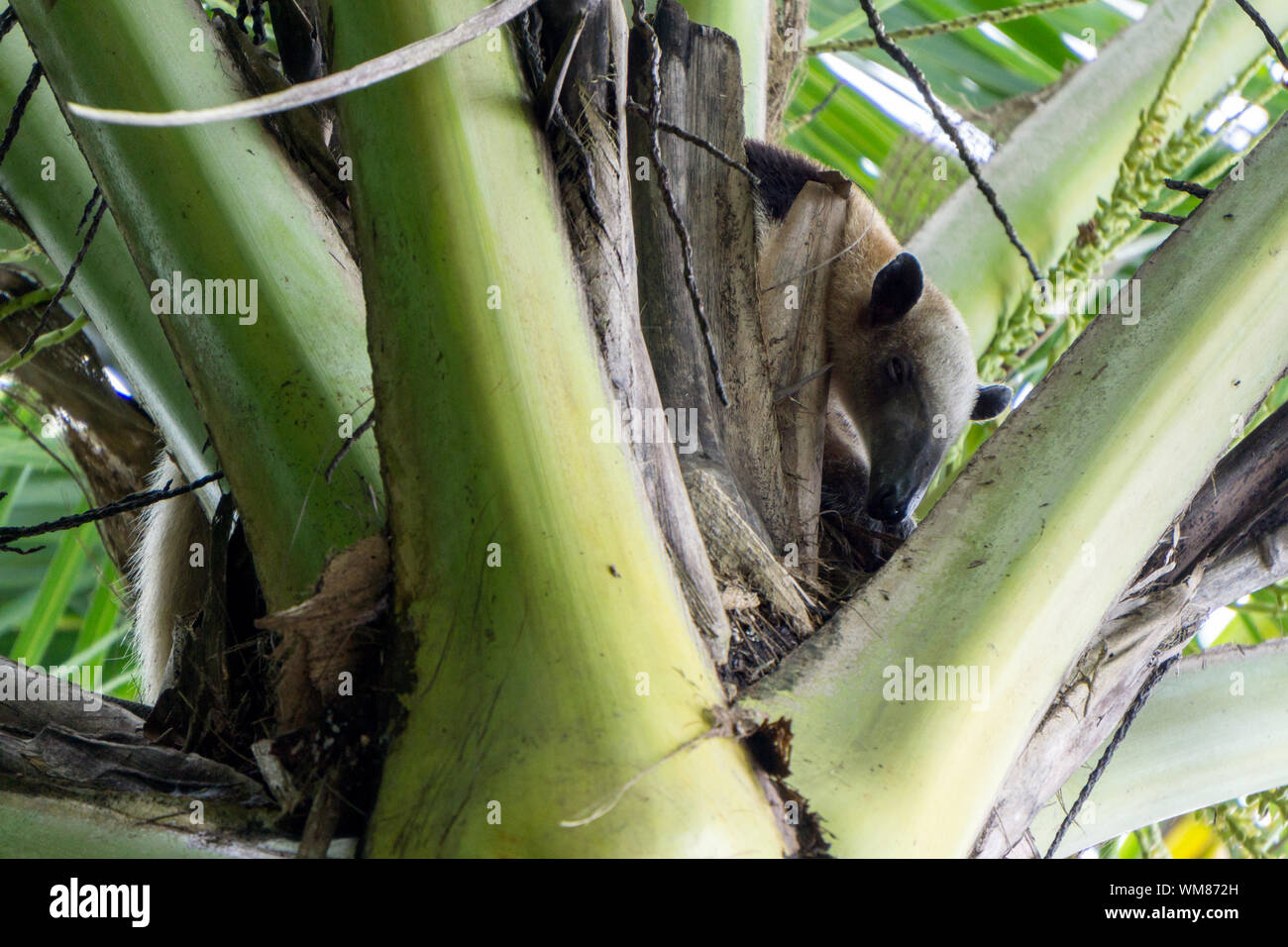Tamandua (Anteater) foraging in a palm tree - Corcovado National Park, Costa Rica Stock Photo