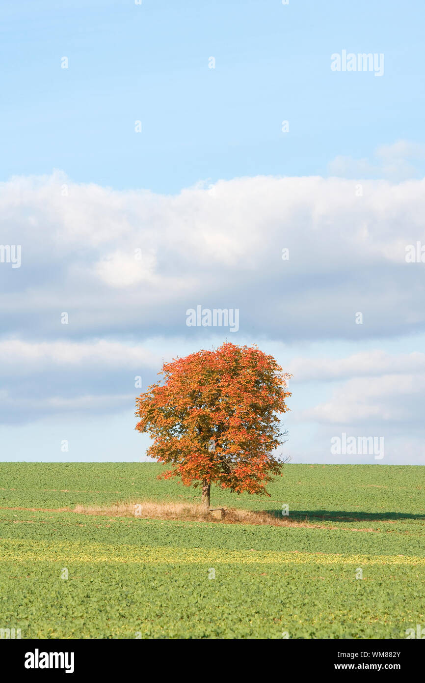 single tree in a green field in fall - blue sky, clouds Stock Photo - Alamy