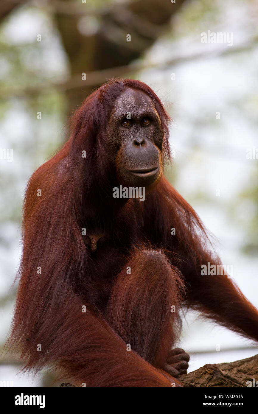 Borneo orangutan forest hi-res stock photography and images - Alamy
