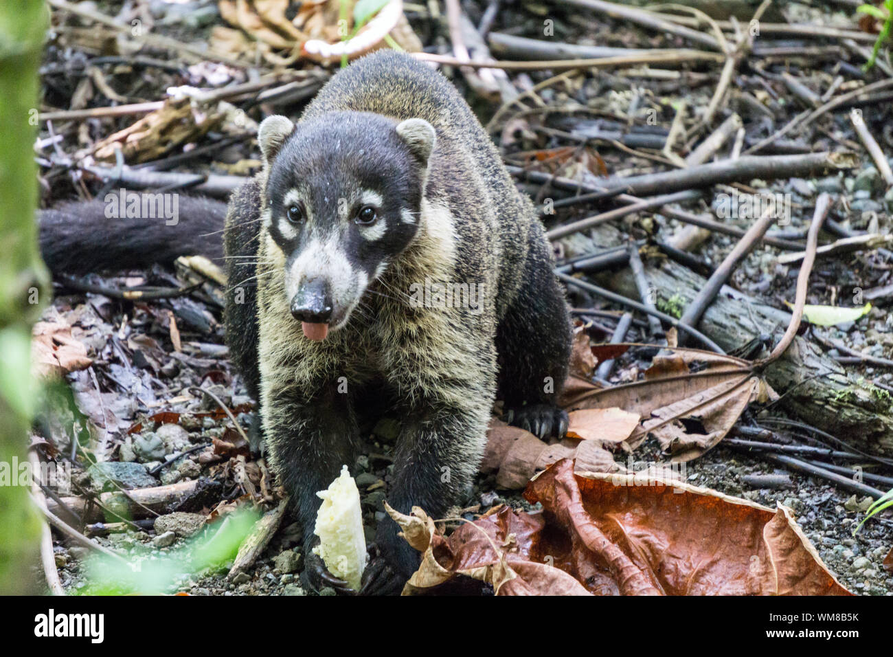 Coatimundi (Coati) in wild eating banana fruit, Corcovado National Park, Costa Rica Stock Photo