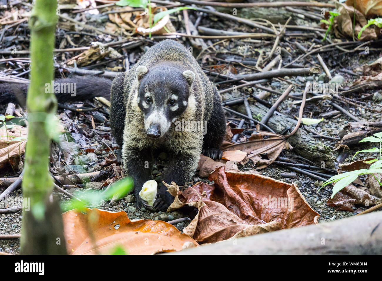 Coatimundi (Coati) in wild eating banana fruit, Corcovado National Park, Costa Rica Stock Photo