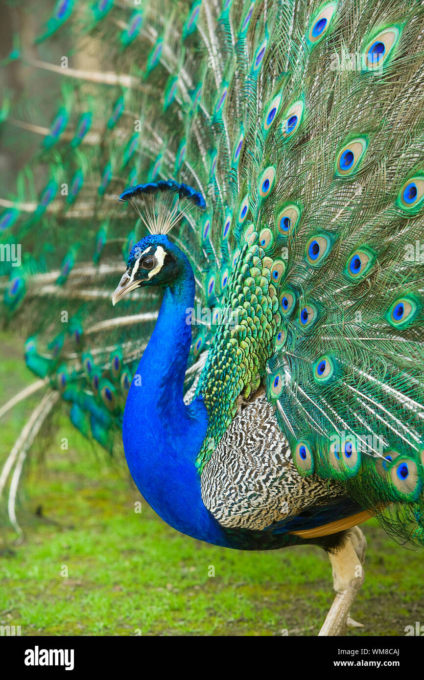 beautiful male peacock with its colorful tail feathers spread ...