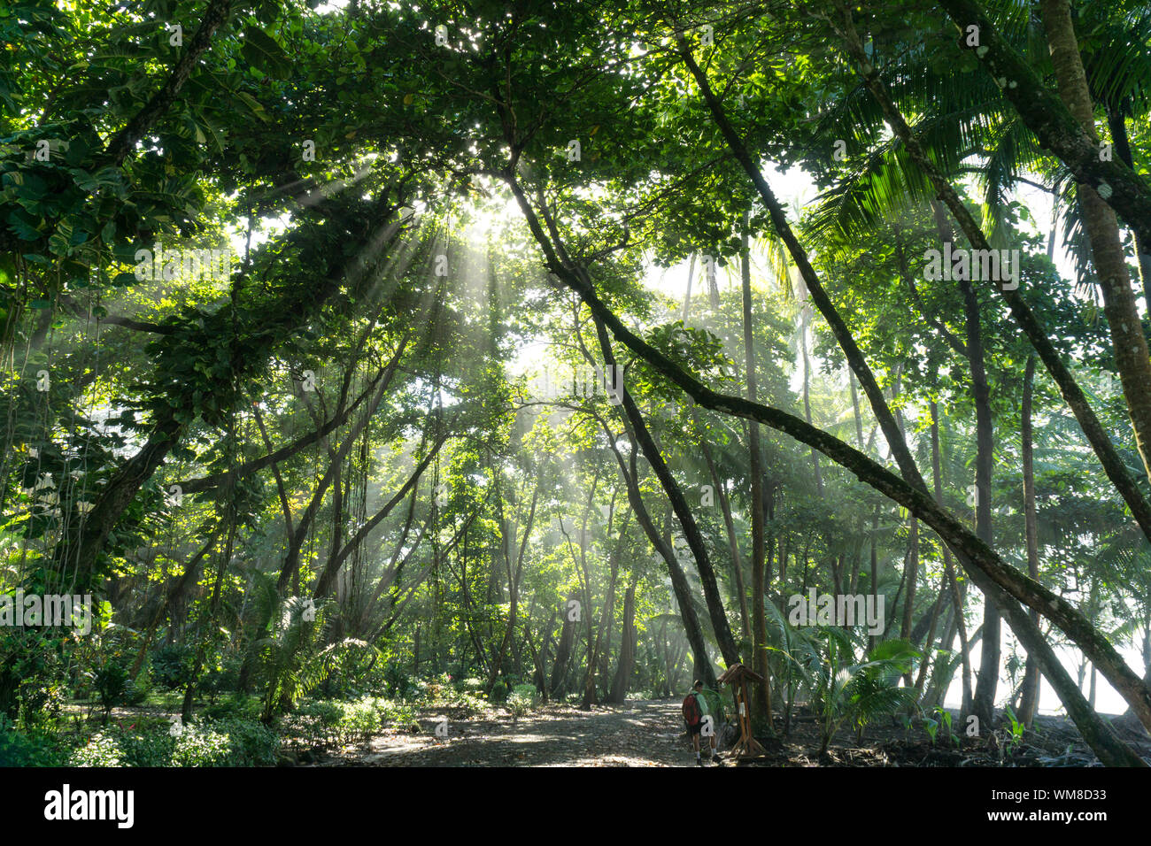 Light Beams Shine Through Rain Forest on Hiker - Corcovado National Park, Costa Rica Stock Photo