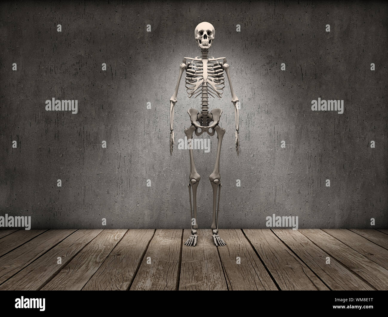 Full skeleton staring on a room Stock Photo