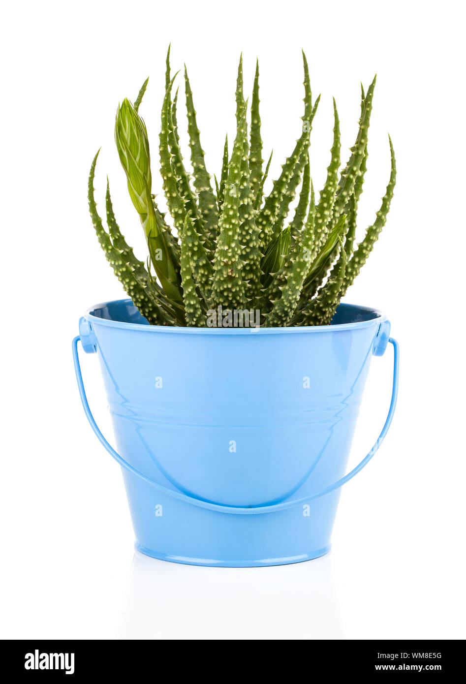 Aloe humilis is a species of the genus Aloe, on white background Stock Photo