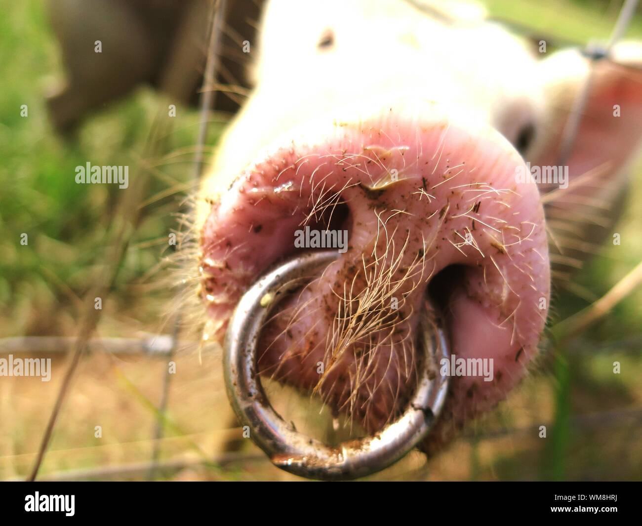 Pig nose ring hires stock photography and images Alamy