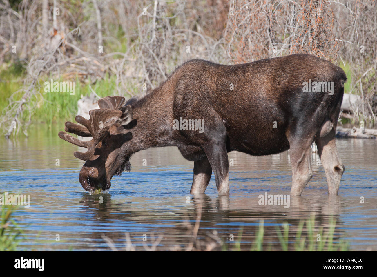 Moose Water High Resolution Stock Photography and Images - Alamy