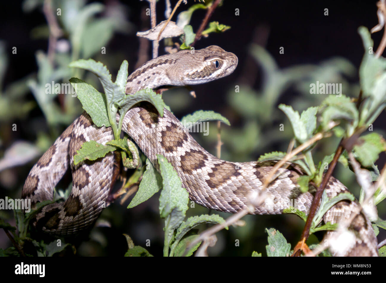 Mojave Rattlesnake in Arizona Desert - Venomous Pit Viper Snake Stock Photo