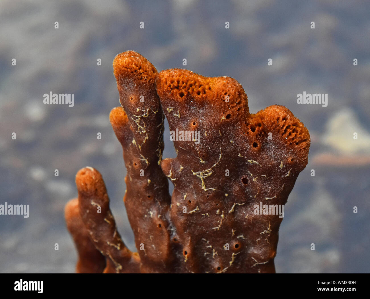 Close-up Of Orange Coral Polyp In Sea Stock Photo