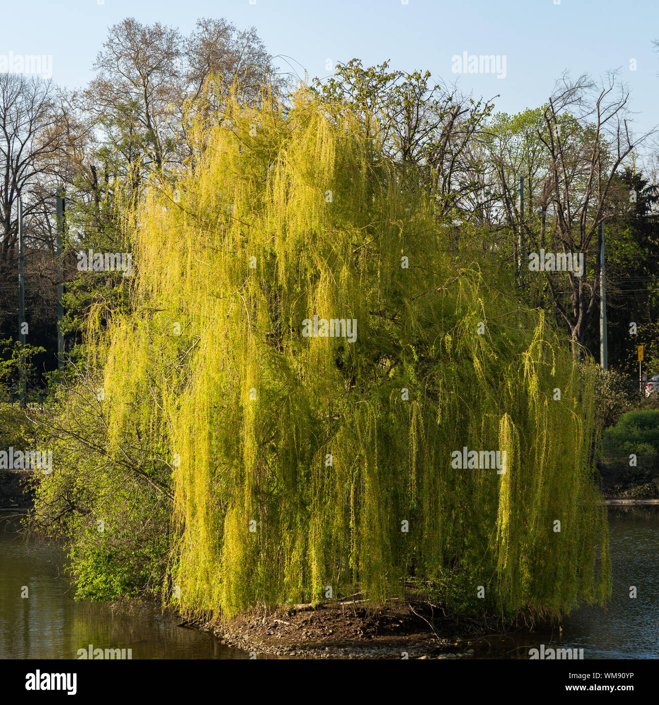 Willow Tree Growing In Pond Stock Photo Alamy