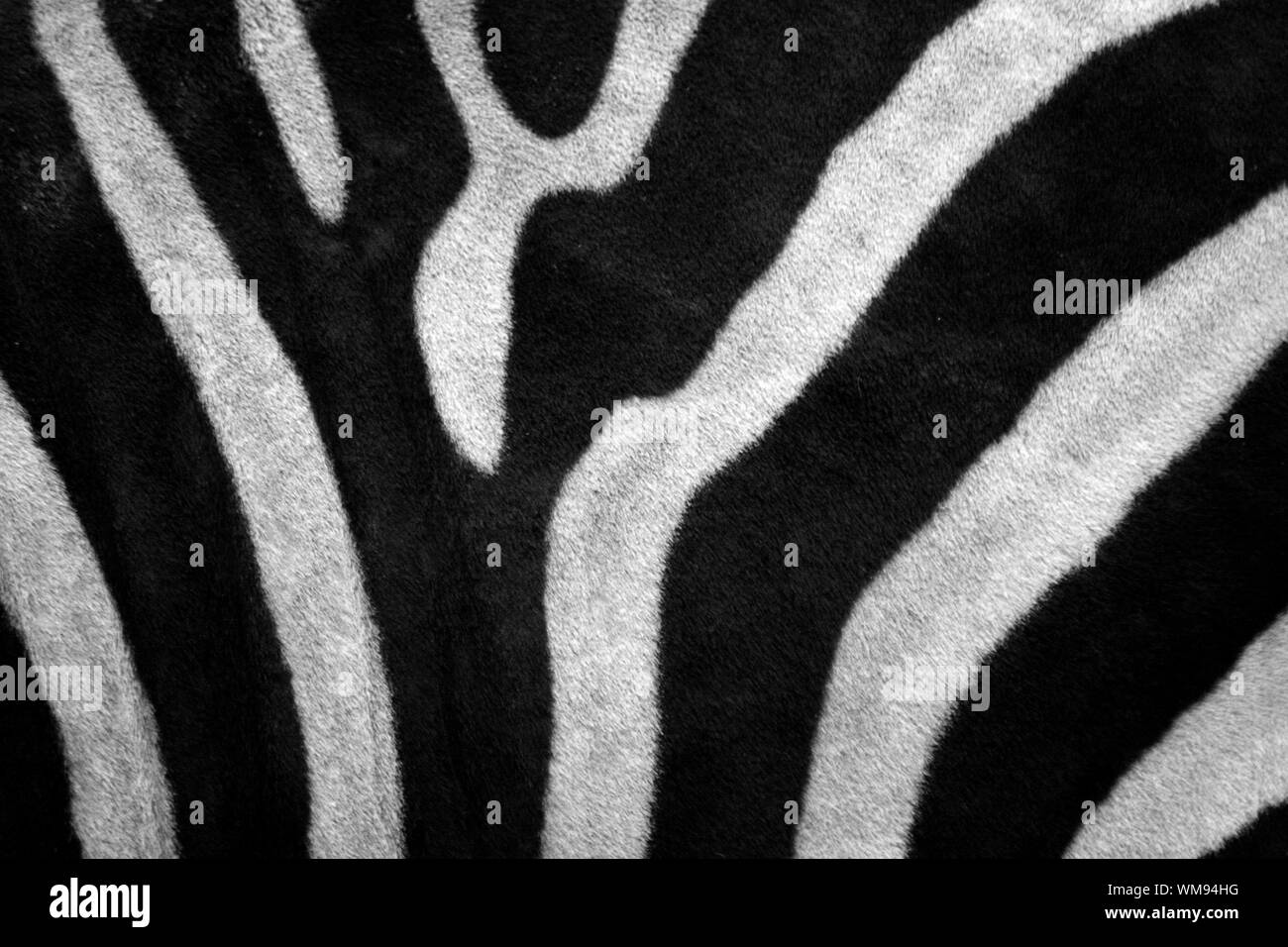 Zebra print zebra hires stock photography and images Alamy