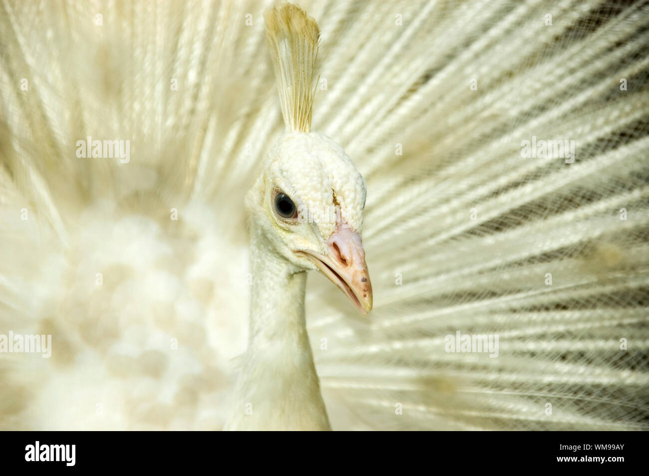 White peacock. Origin from India and Sri Lanka Stock Photo Alamy