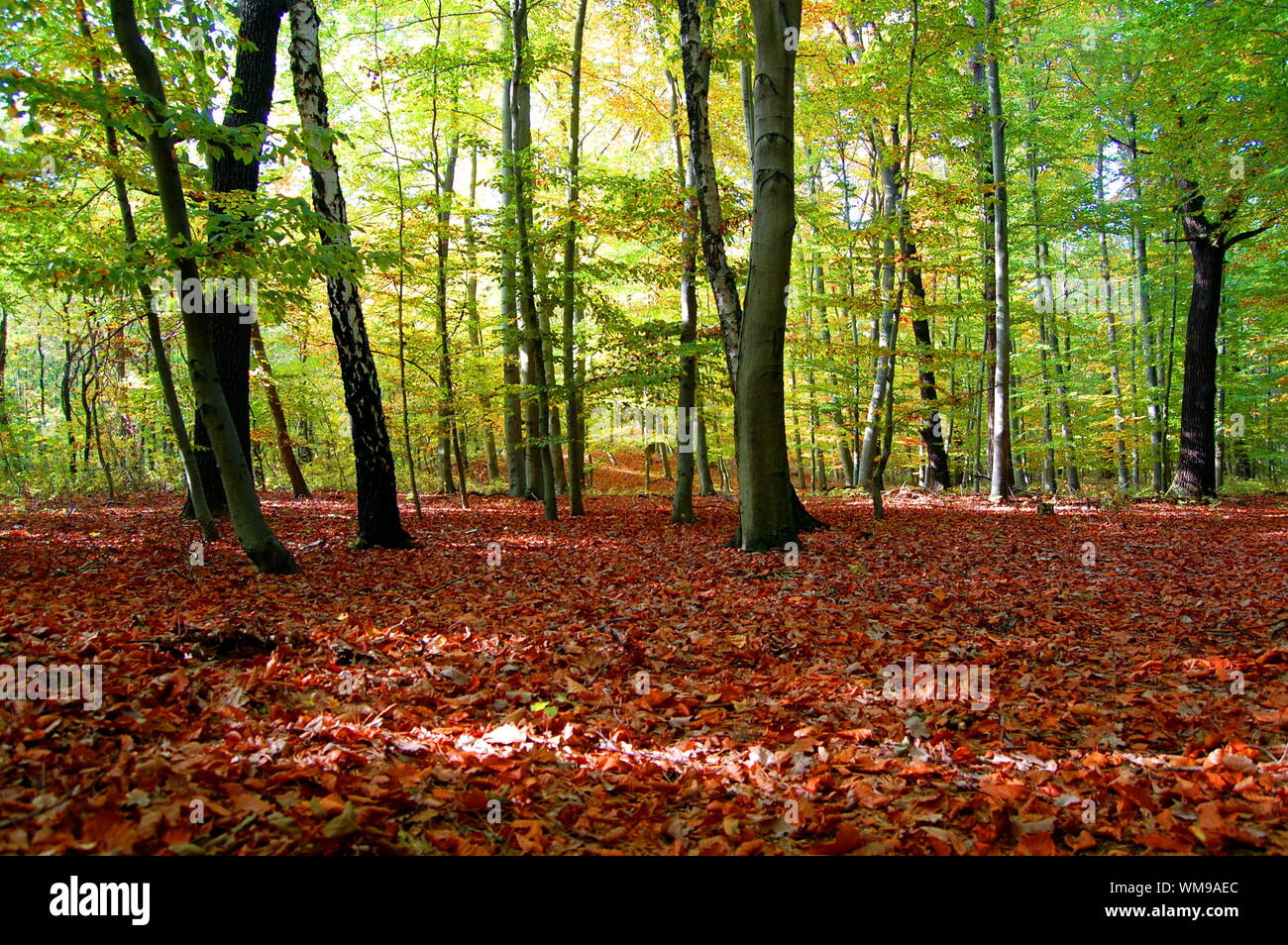 autumn in the forest with golden leaves on trees Stock Photo - Alamy