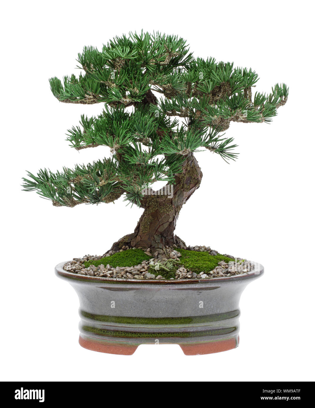 Bent Tree Cut Out Stock Images Pictures Alamy Bent Tree Cut Out Stock Images Pictures Alamy