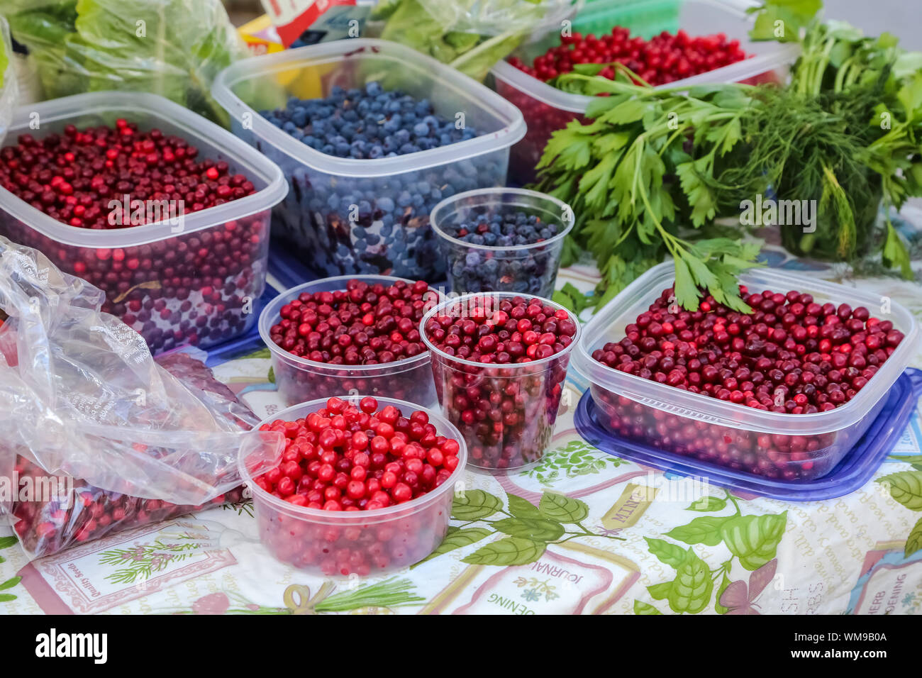 File:Alaska wild berries.jpg - Wikipedia