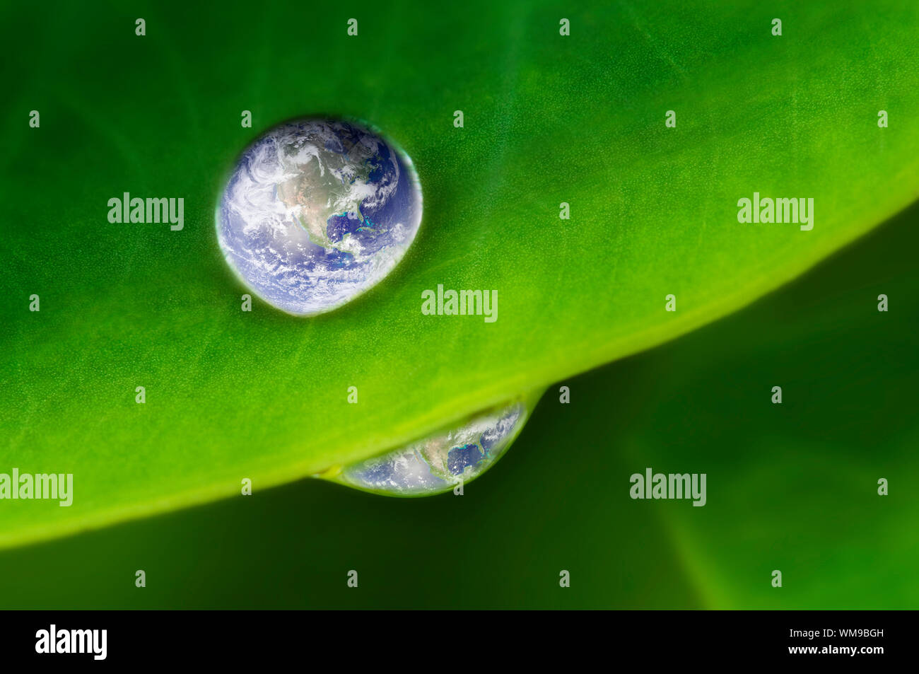 Planet earth waterdrop on lotus leaf. Earth picture credit to: http://visibleearth.nasa.gov Stock Photo