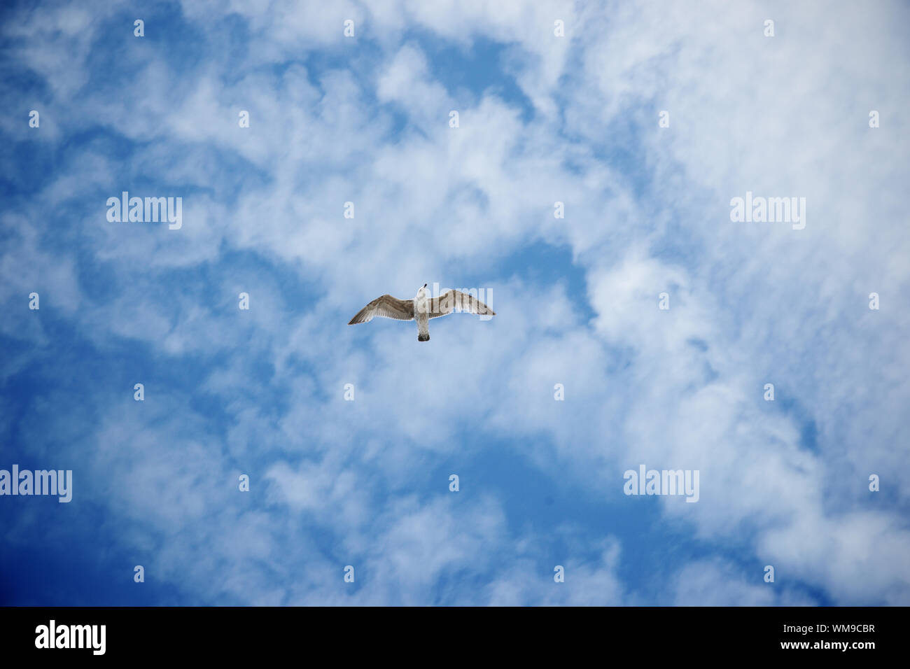 Directly Below Shot Of Seagull Flying Against Sky Stock Photo