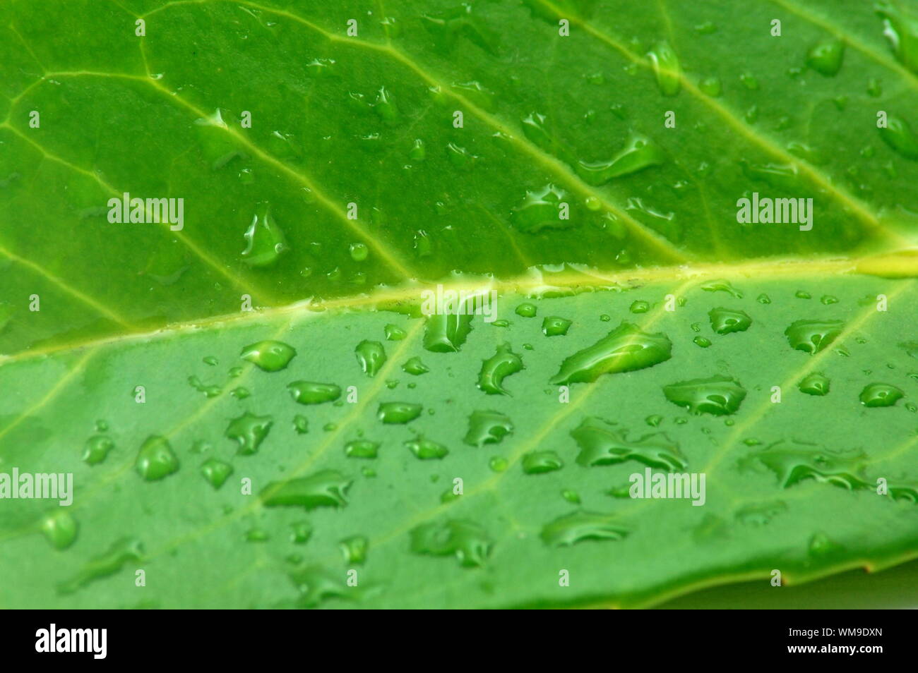 green leaf with water drops after summer rain isolated Stock Photo - Alamy