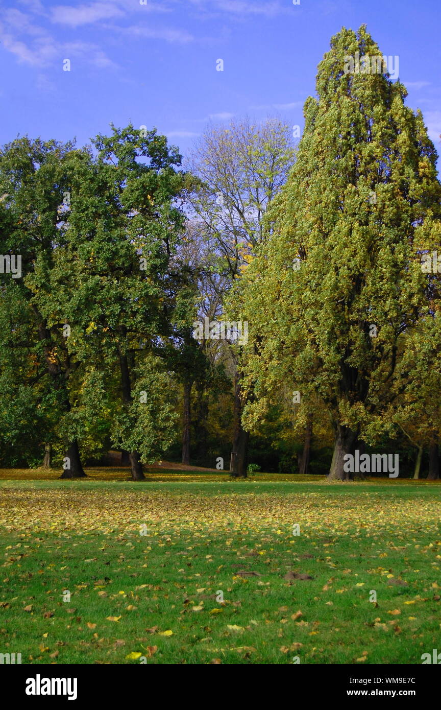 autumn in the forest with green trees under blue sky and golden leaves ...