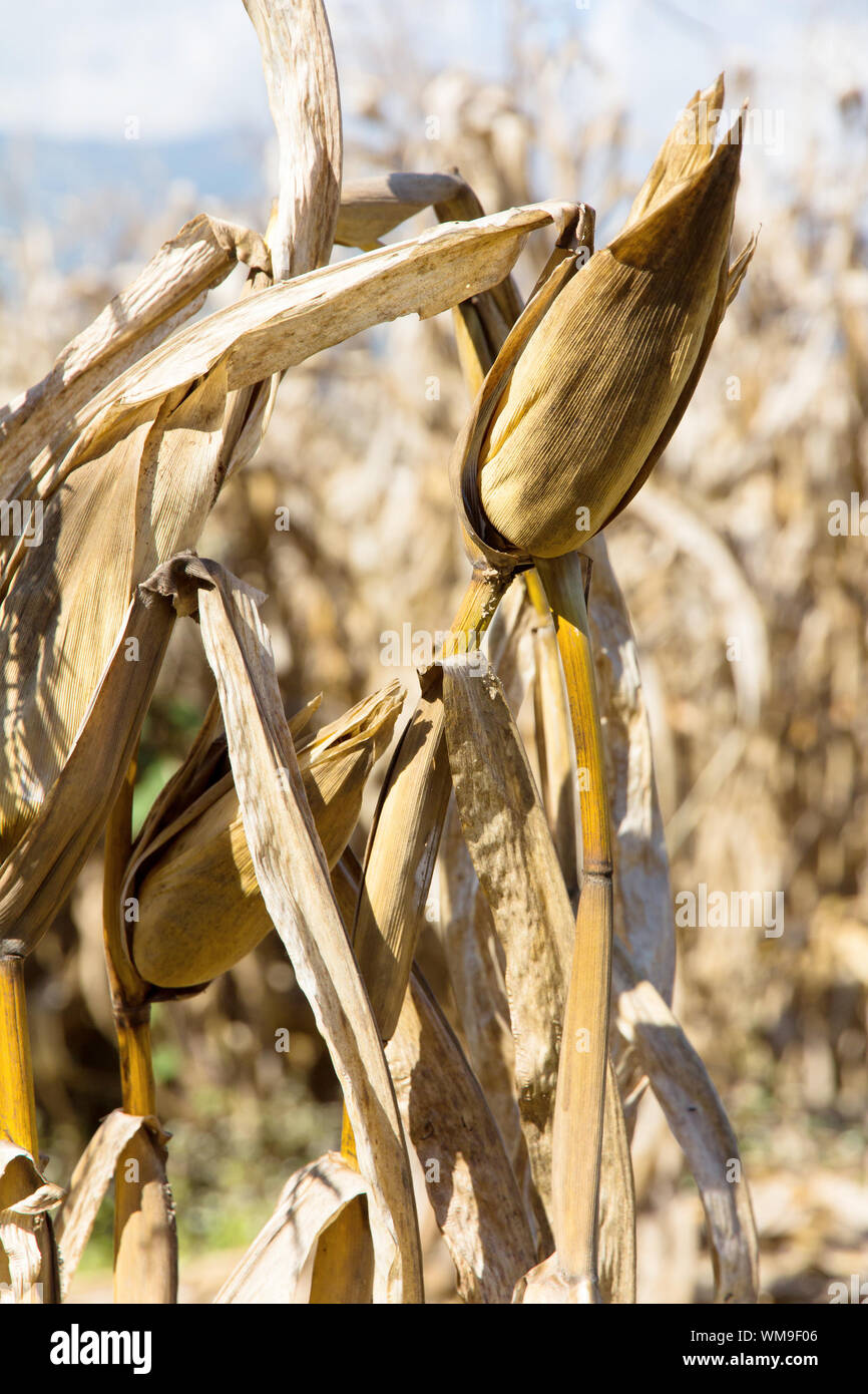 drought corn field Stock Photo - Alamy