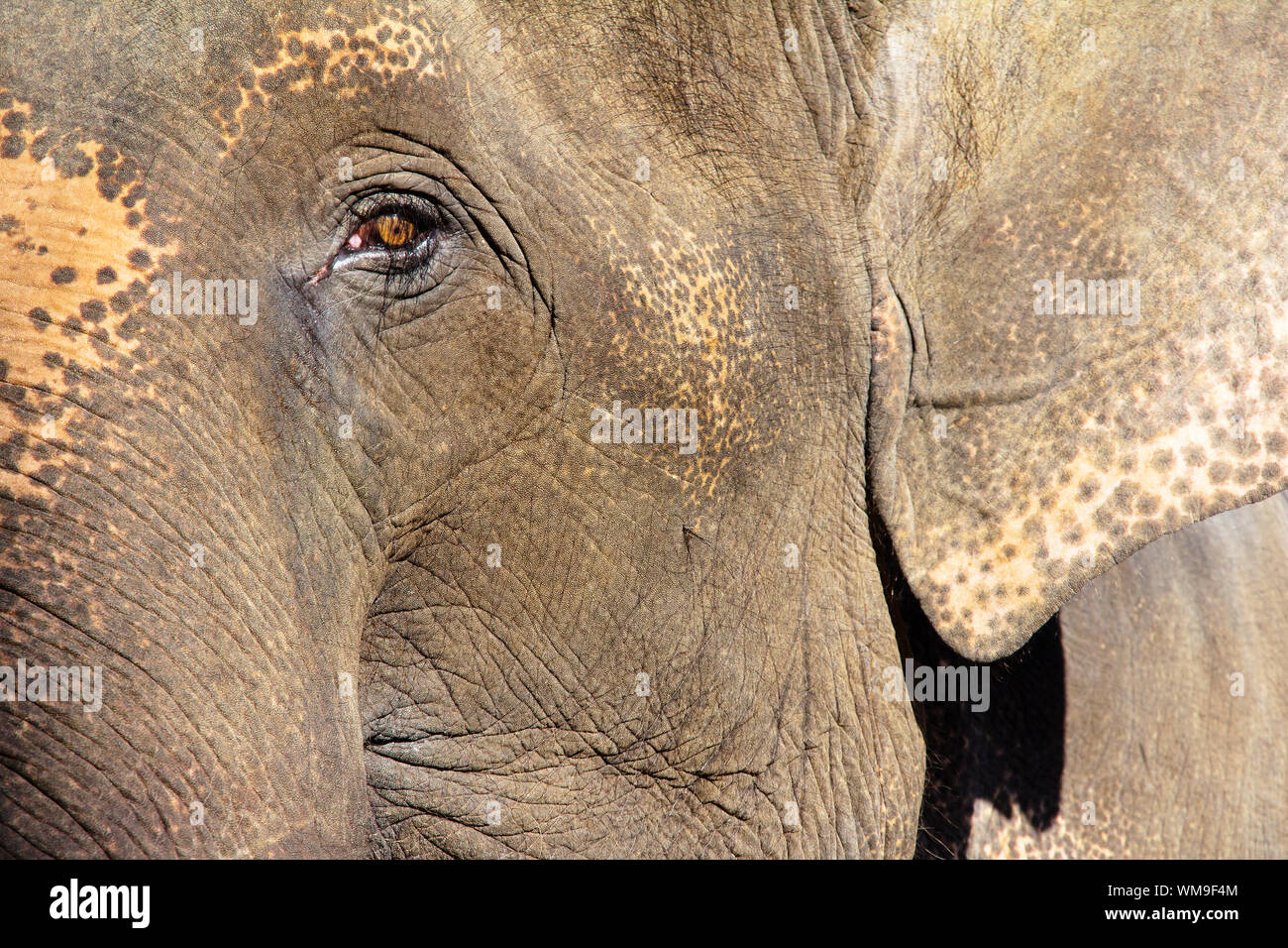 Elephant Close Up Stock Photo - Alamy