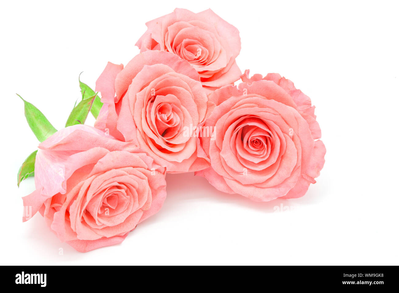 Beautiful pale pink rose flower, isolated on white background Stock ...