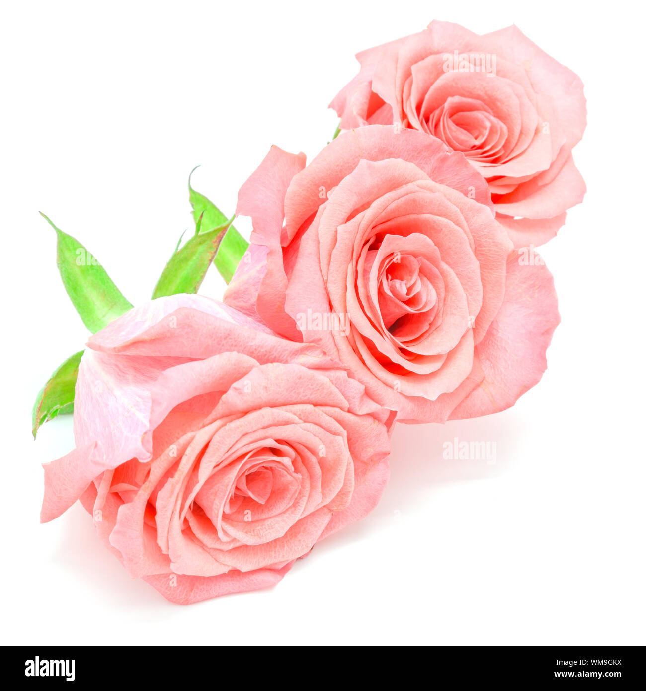 Beautiful pale pink rose flower, isolated on white background Stock ...