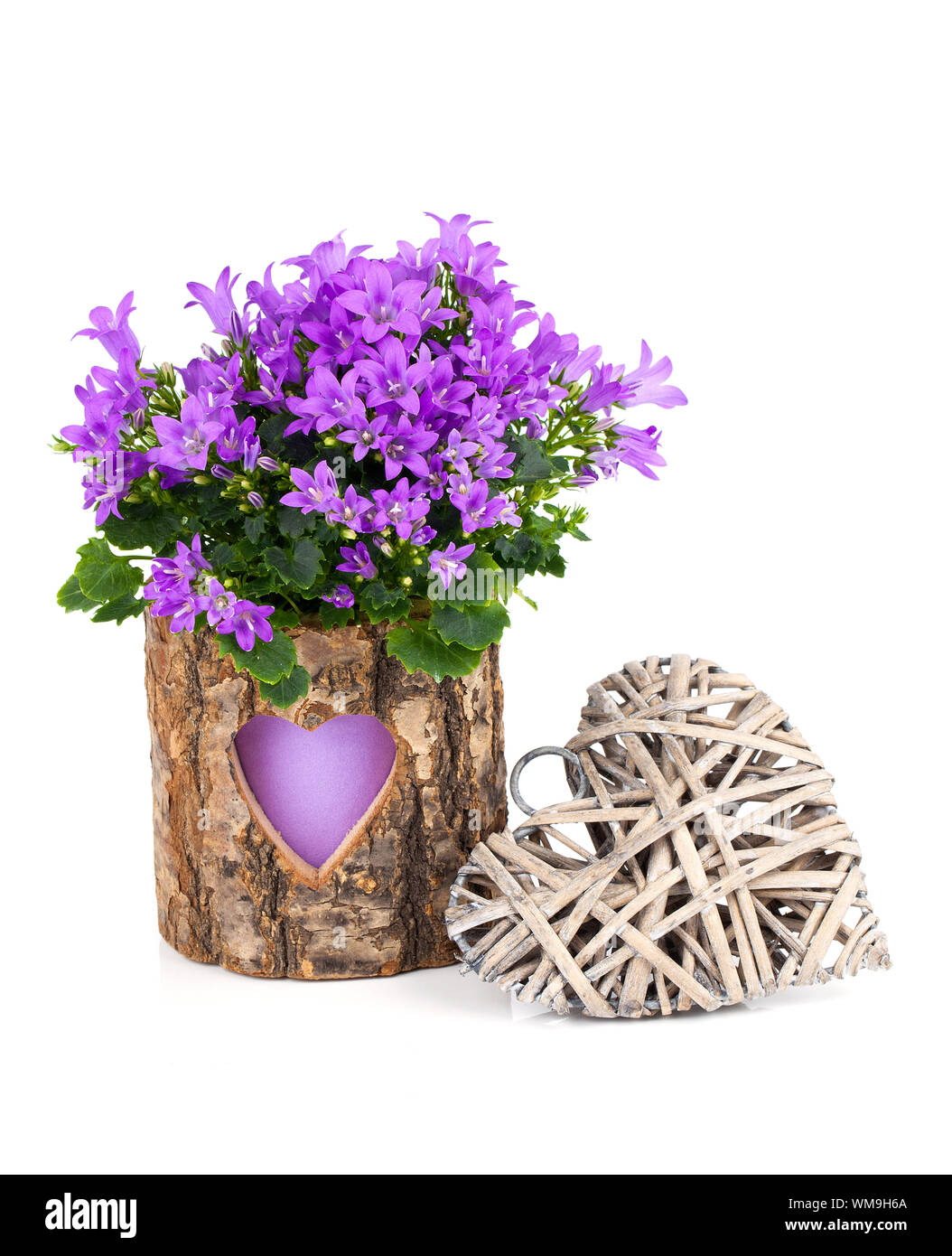 blue campanula flowers for Valentine's Day with wooden heart, on white background Stock Photo