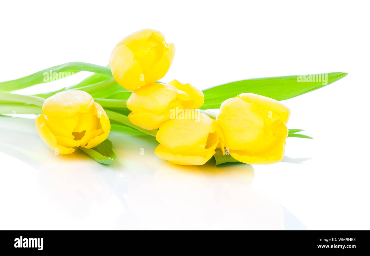 Bouquet of yellow tulips, isolated on white background Stock Photo - Alamy