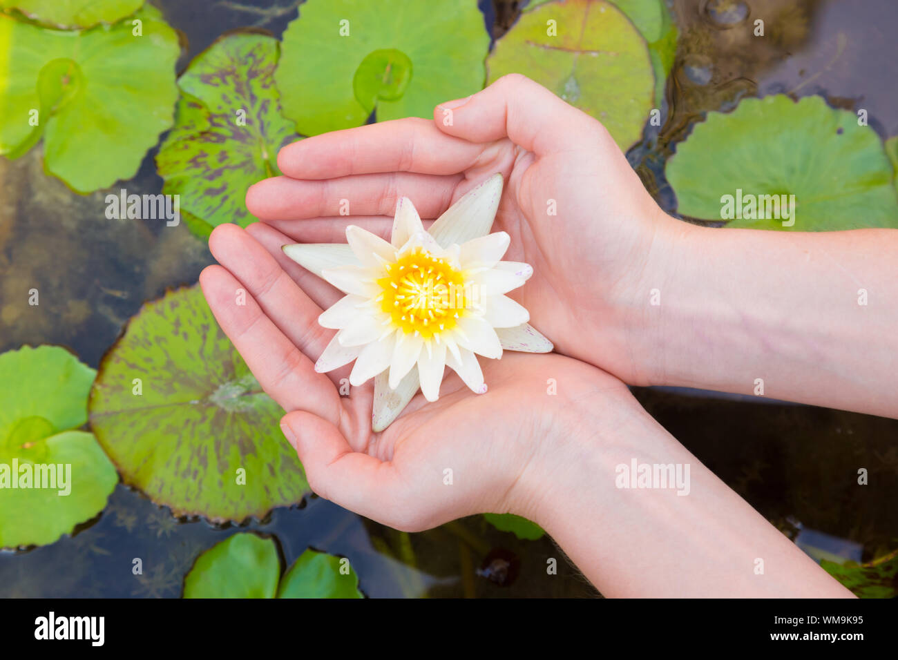 Hands holding lotus flower hires stock photography and images Alamy