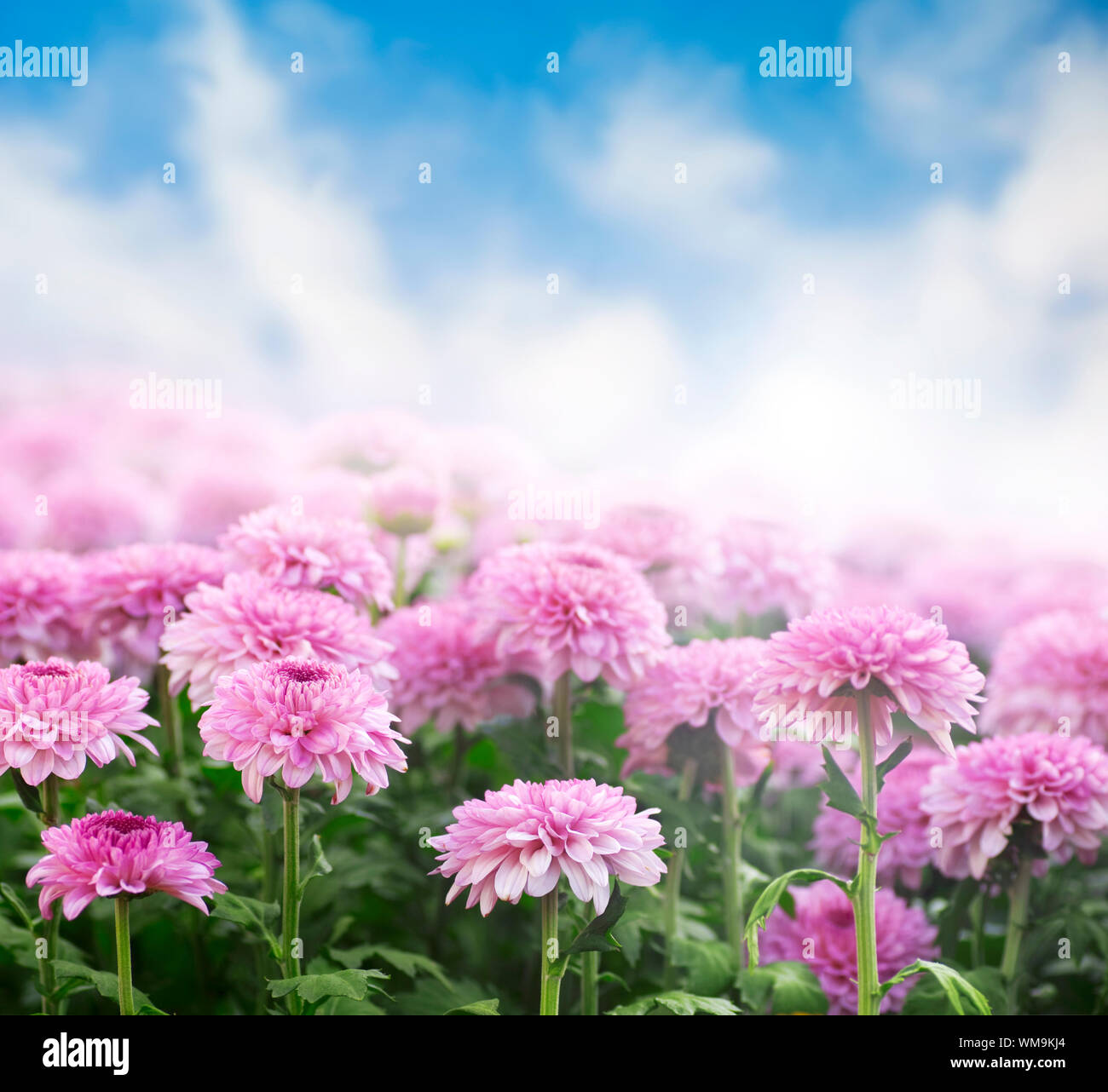 Chrysanthemum green mist hi-res stock photography and images - Alamy