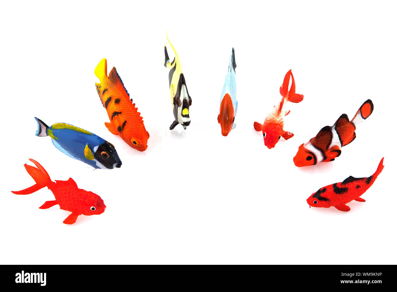 a row of tropical fishes isolated over white Stock Photo