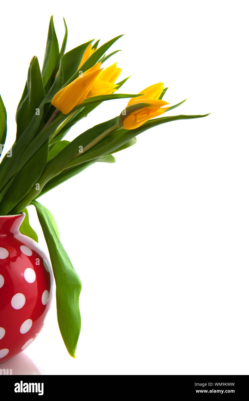 Red speckles vase with yellow tulips isolated over white Stock Photo