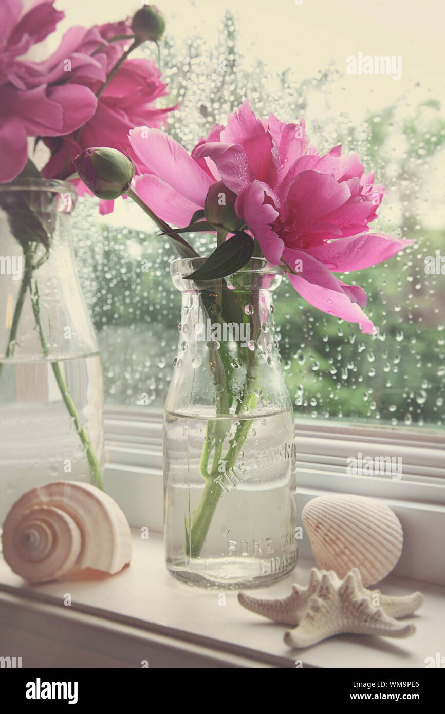 Peony flowers in milk bottles on the window sill Stock Photo - Alamy