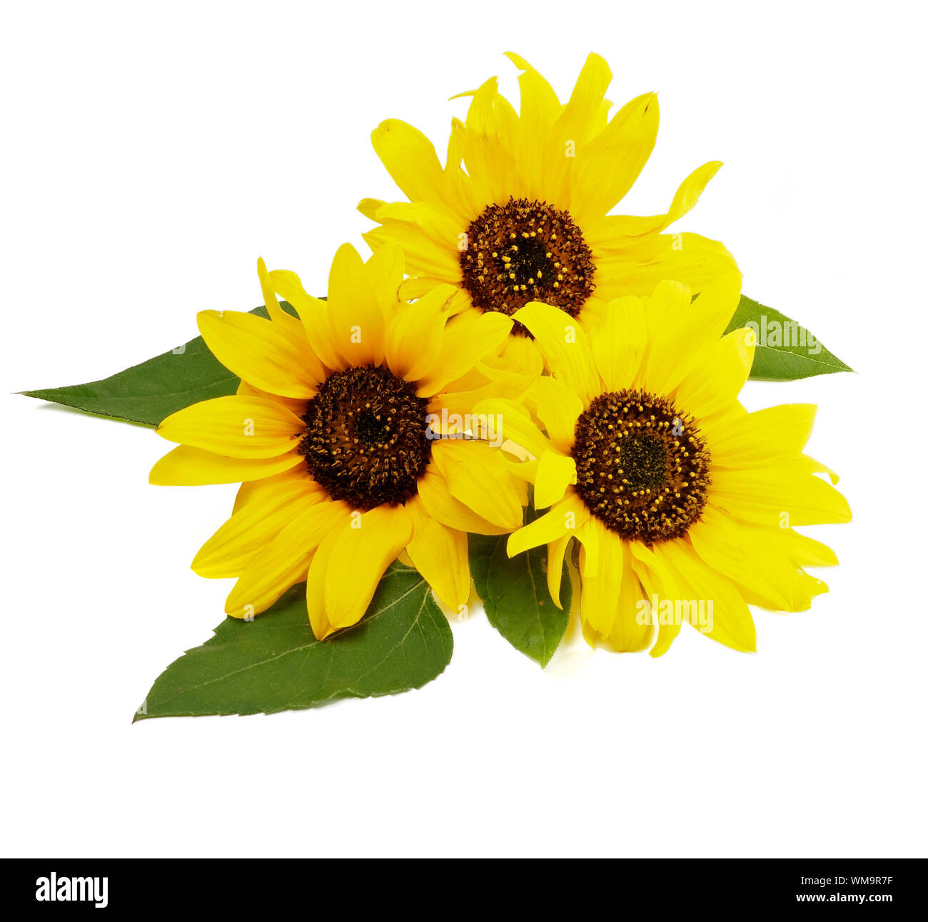 Sunflower stem cross section hires stock photography and images Alamy