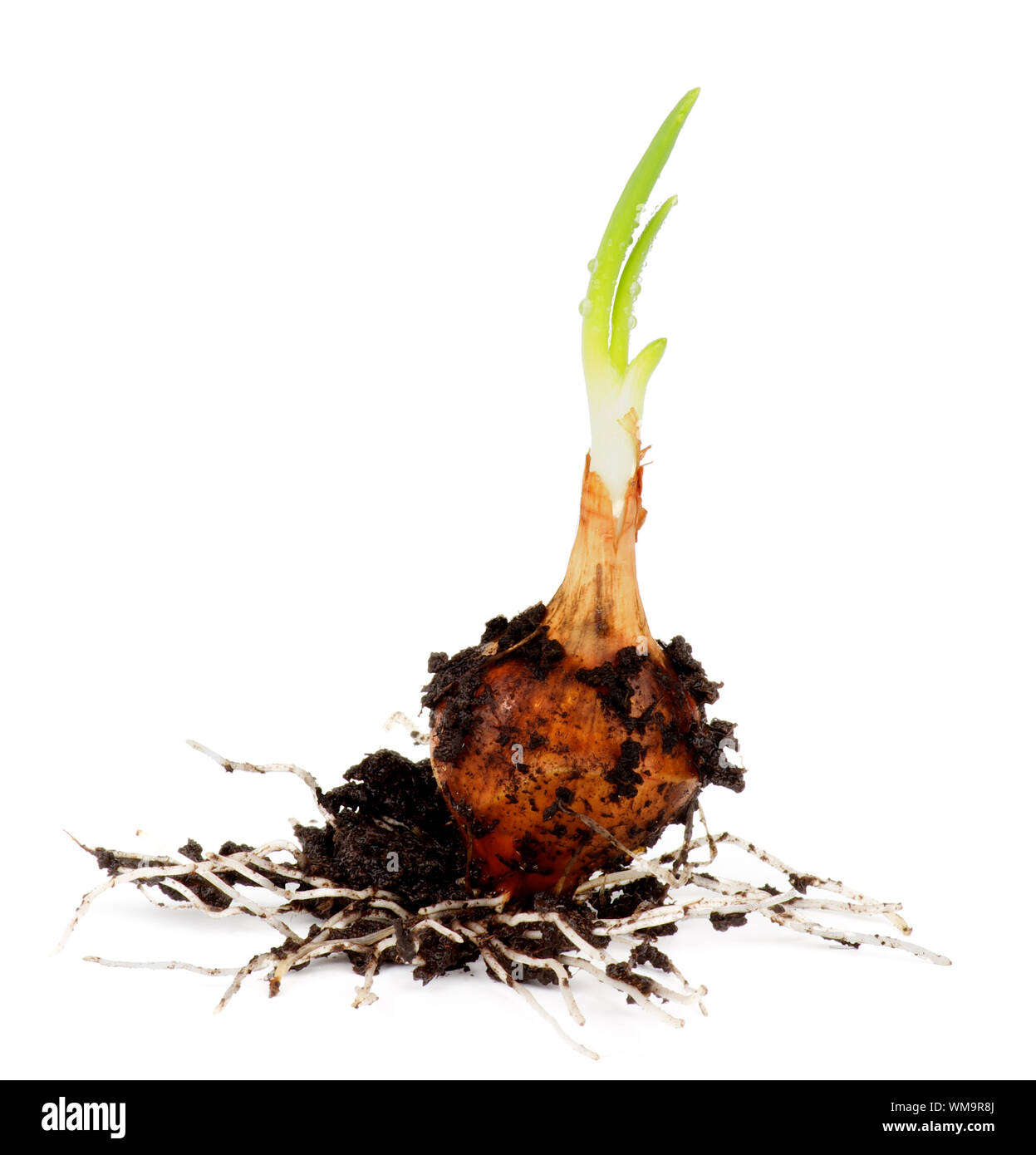 Planting Spring Onion Bulb with Green Sprouts and Land Dirties on white background Stock Photo