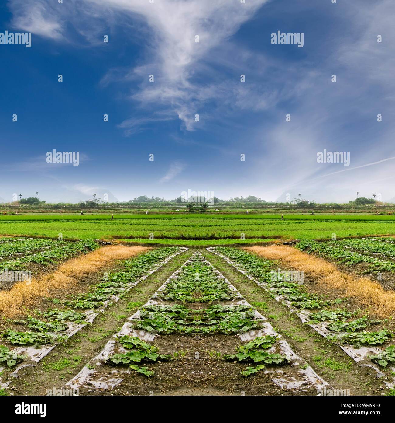 Landscape of green farm under the blue sky Stock Photo - Alamy