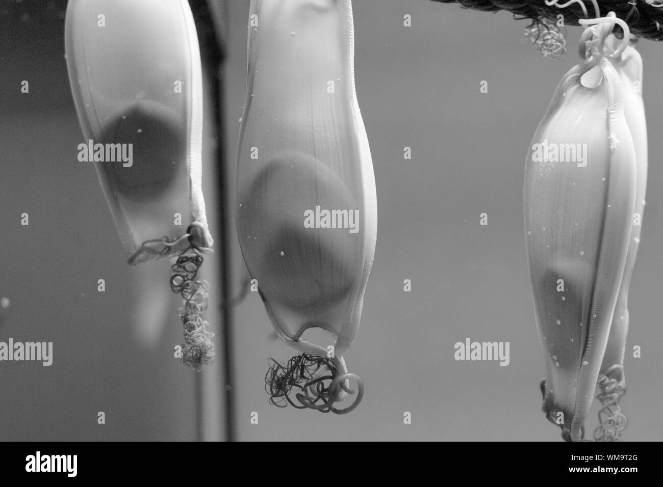 Shark egg hires stock photography and images Alamy