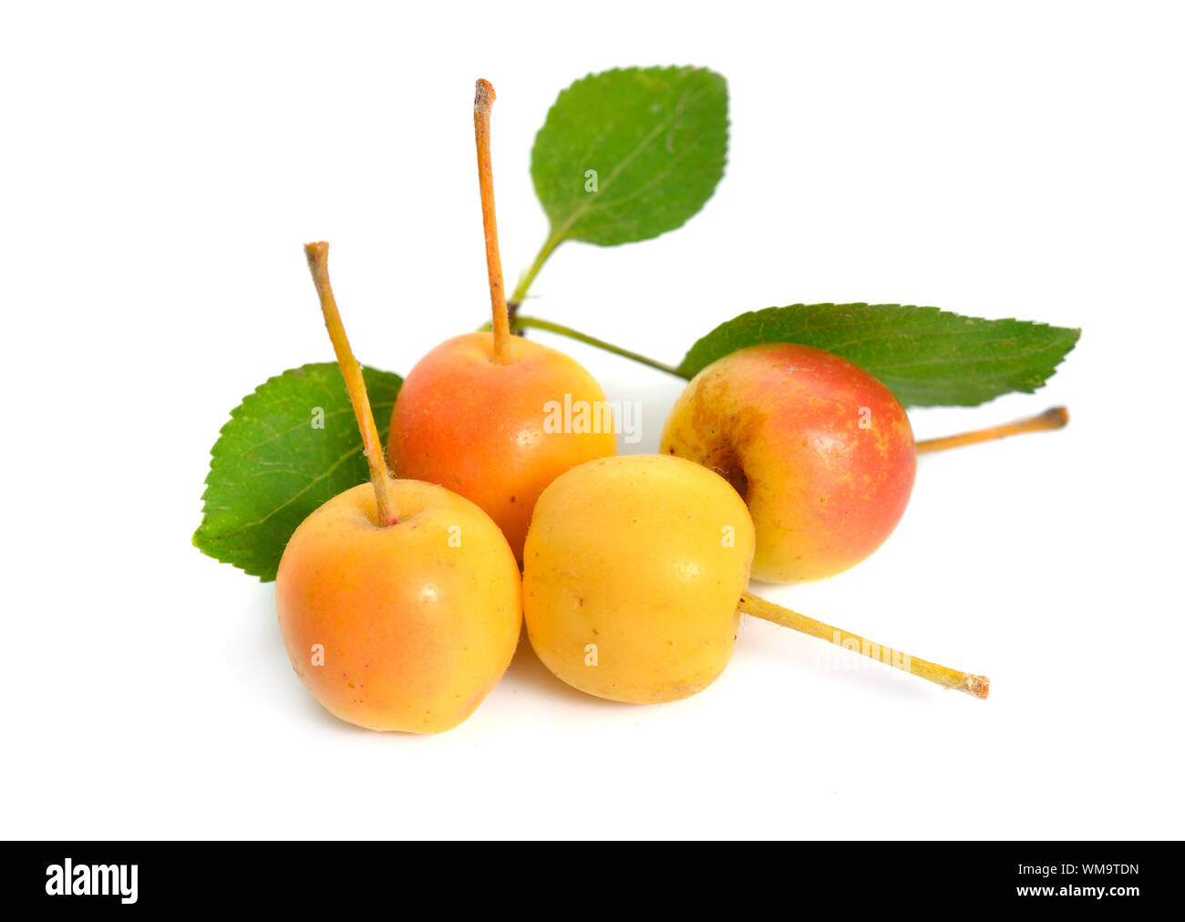 Malus baccata known by the common names Siberian crab apple, Siberian