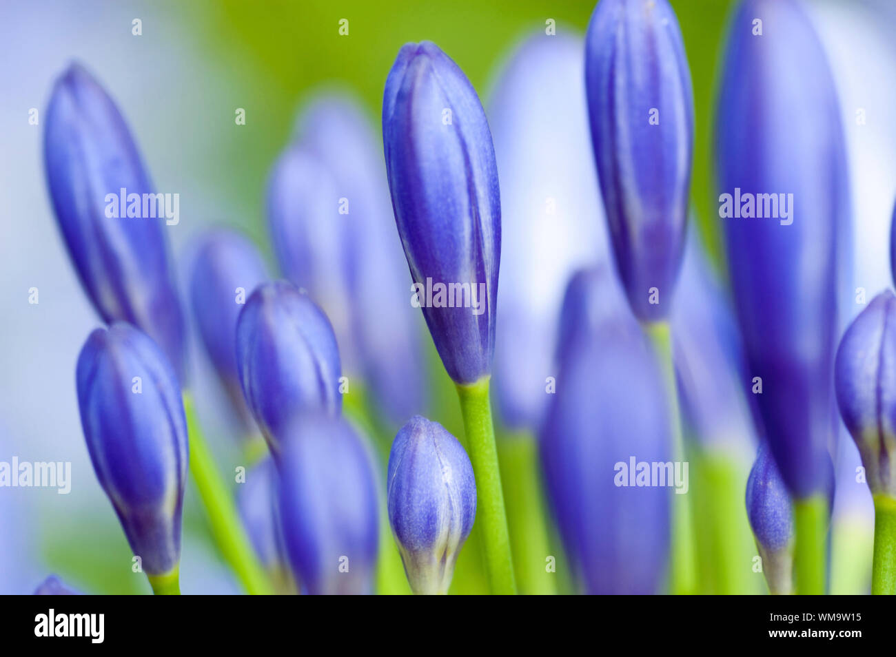 Close up of blue agapanthus flower. Stock Photo