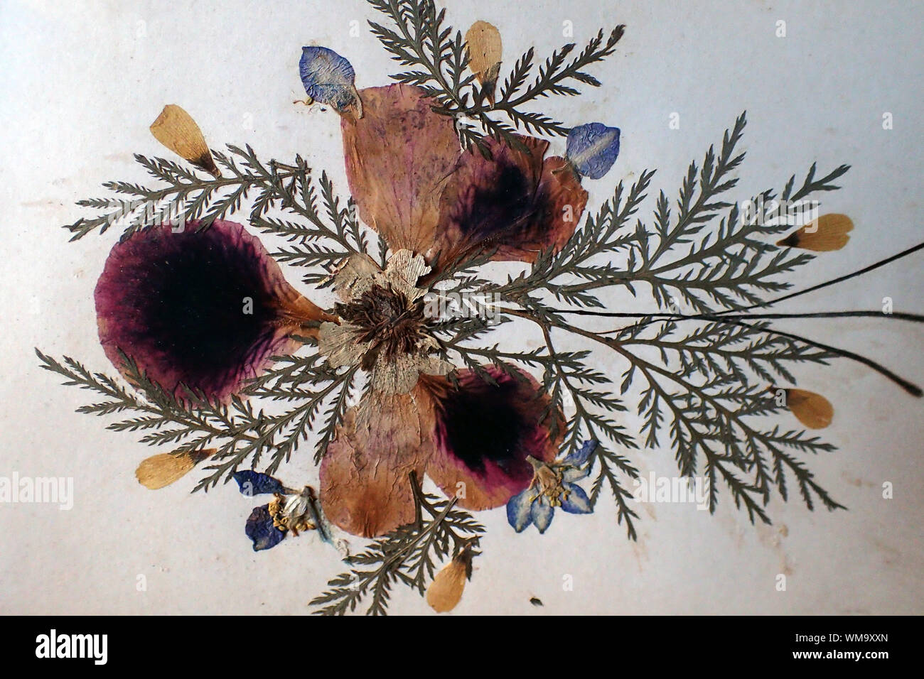 Close-up Of Herbarium On White Paper Stock Photo