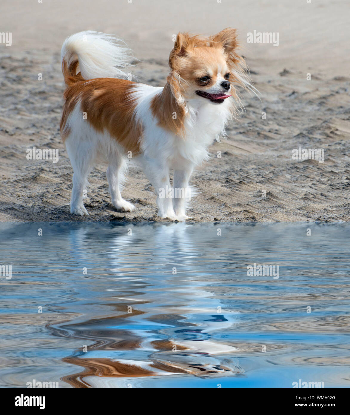 brown and white chihuahua on the beach Stock Photo - Alamy