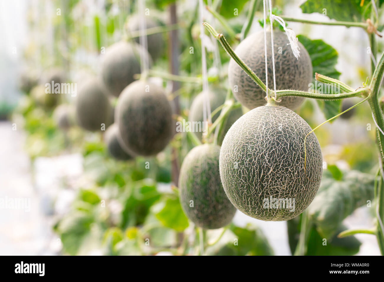 Melon growing hires stock photography and images Alamy