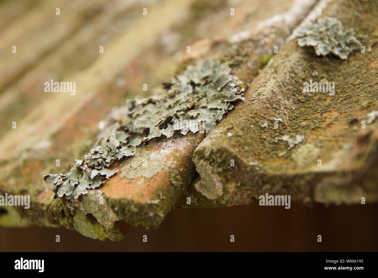 Close-up Of Lichen Covered Roof Tiles Stock Photo