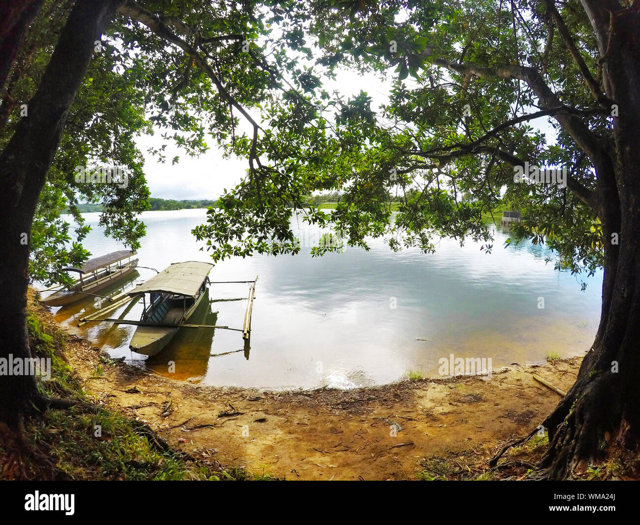 Trees Growing In Water Stock Photo Alamy