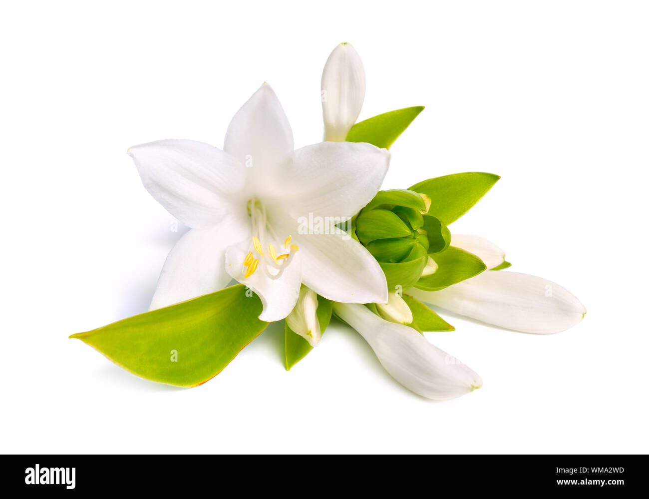 Flowers Hosta plantaginea isolated on white background. Stock Photo