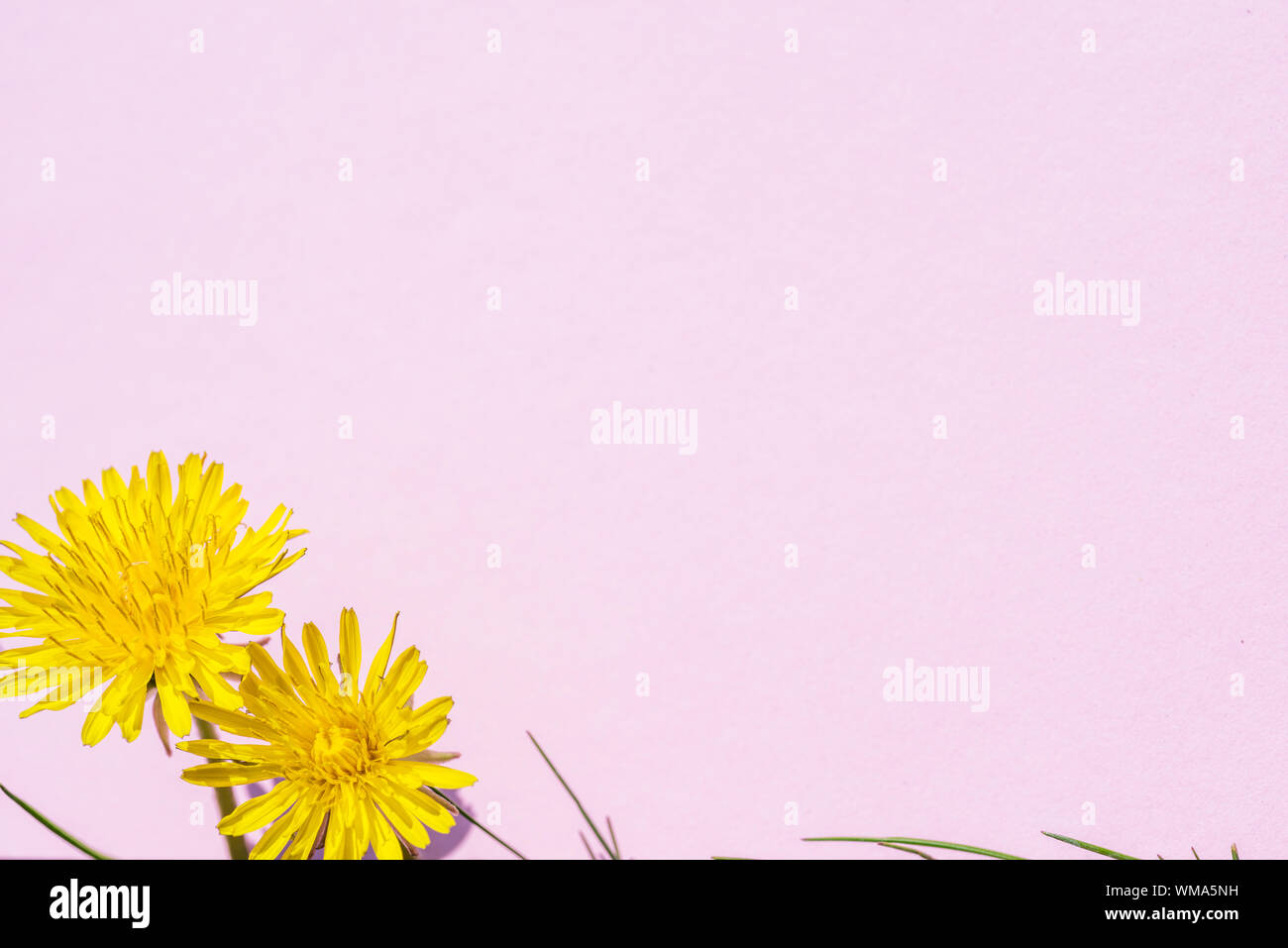 Pink paper blank and yellow dandelion flowers on it. Stock Photo