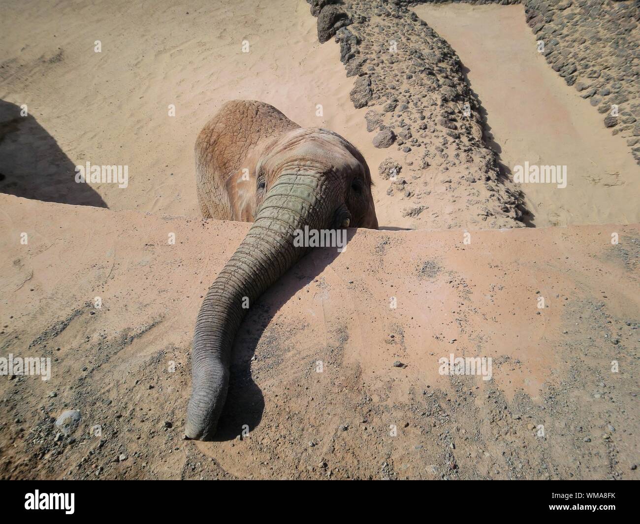 View Of Elephant Trunk On Concrete Wall Stock Photo