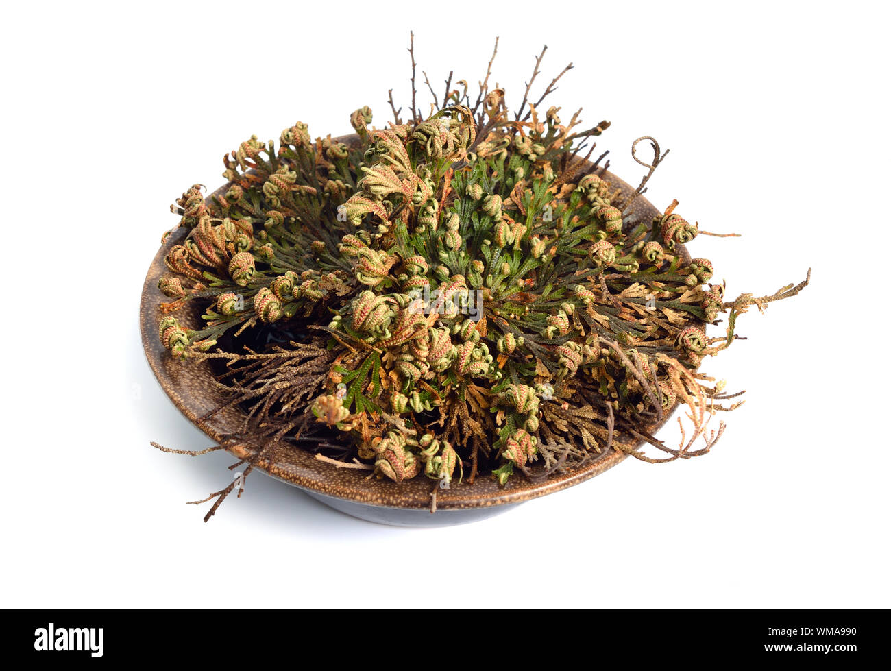 Selaginella lepidophylla or Lycopodium lepidophyllum. Flower of stone,  false rose of Jericho, rose of Jericho, resurrection plant, resurrection  moss Stock Photo - Alamy