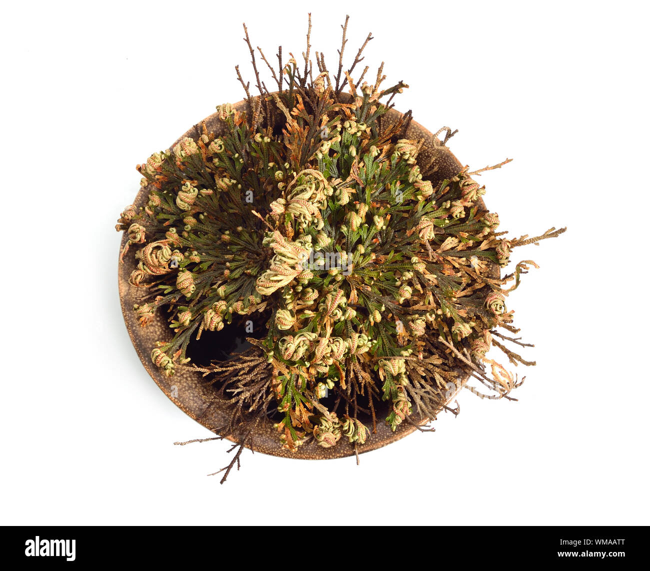Rose of Jericho - Ressurection Plant
